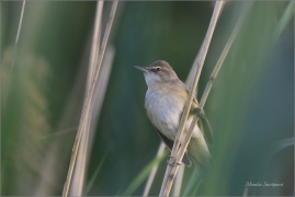 <p>RÁKOSNÍK VELKÝ (Acrocephalus arundinaceus) ----- /Great reed warbler - Drosselrohrsänger/</p>